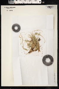 Deschampsia antarctica image