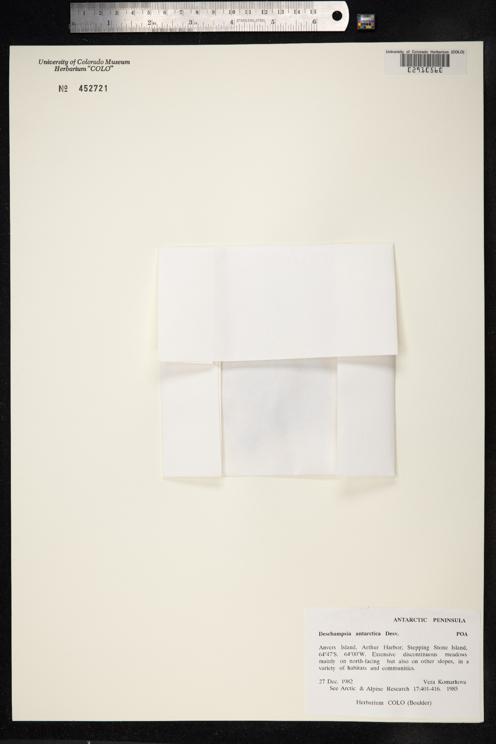 Deschampsia antarctica image