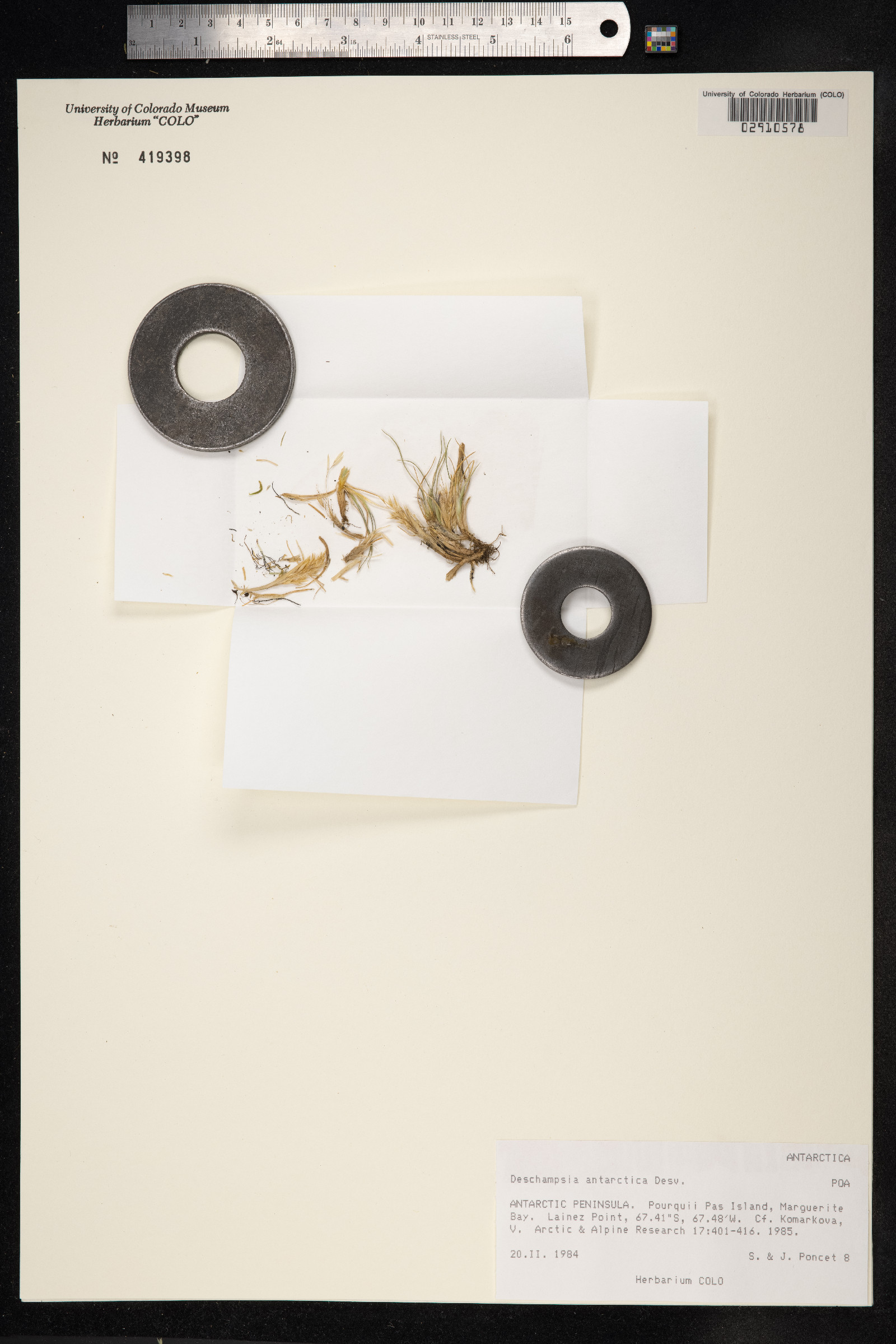 Deschampsia antarctica image