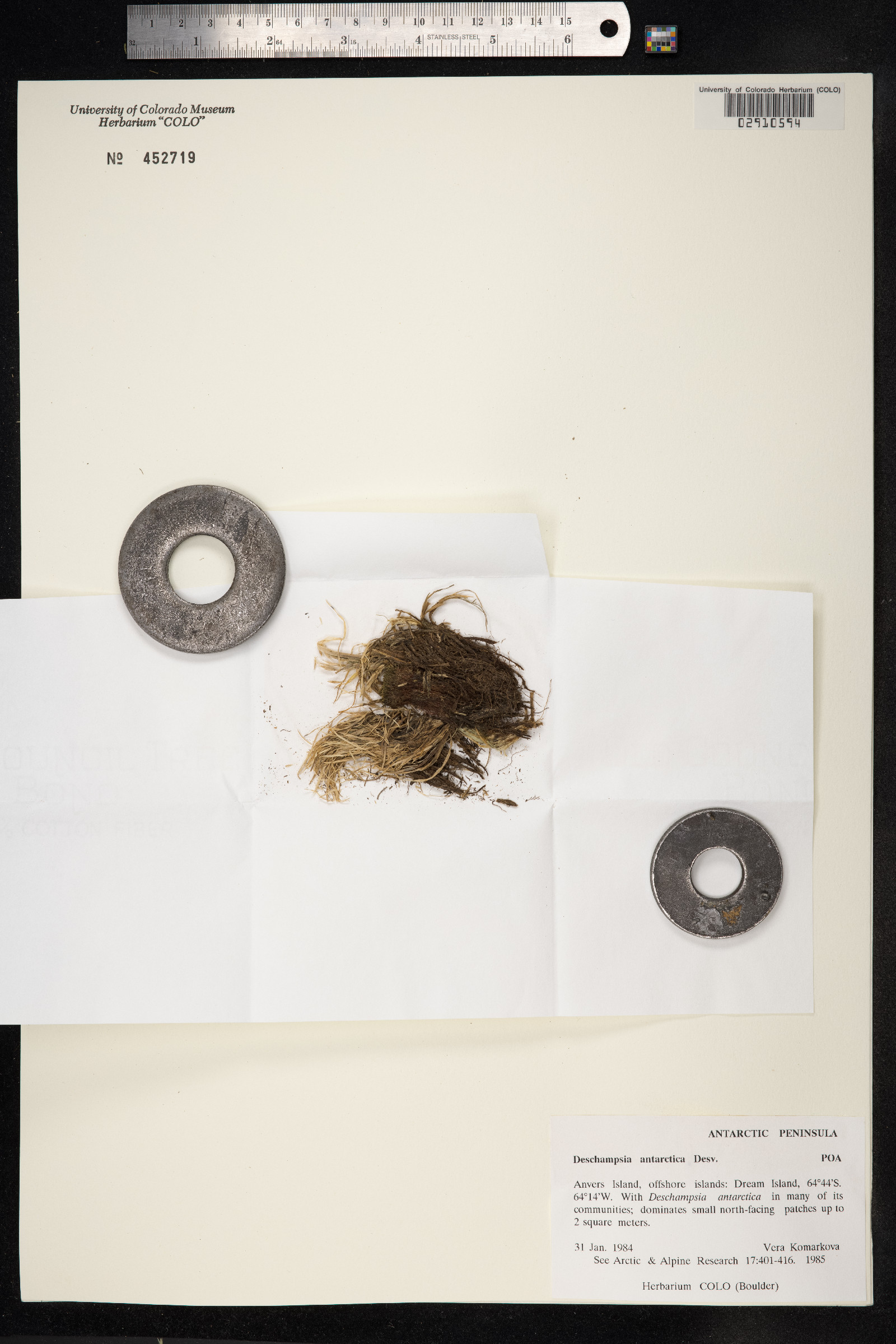 Deschampsia antarctica image