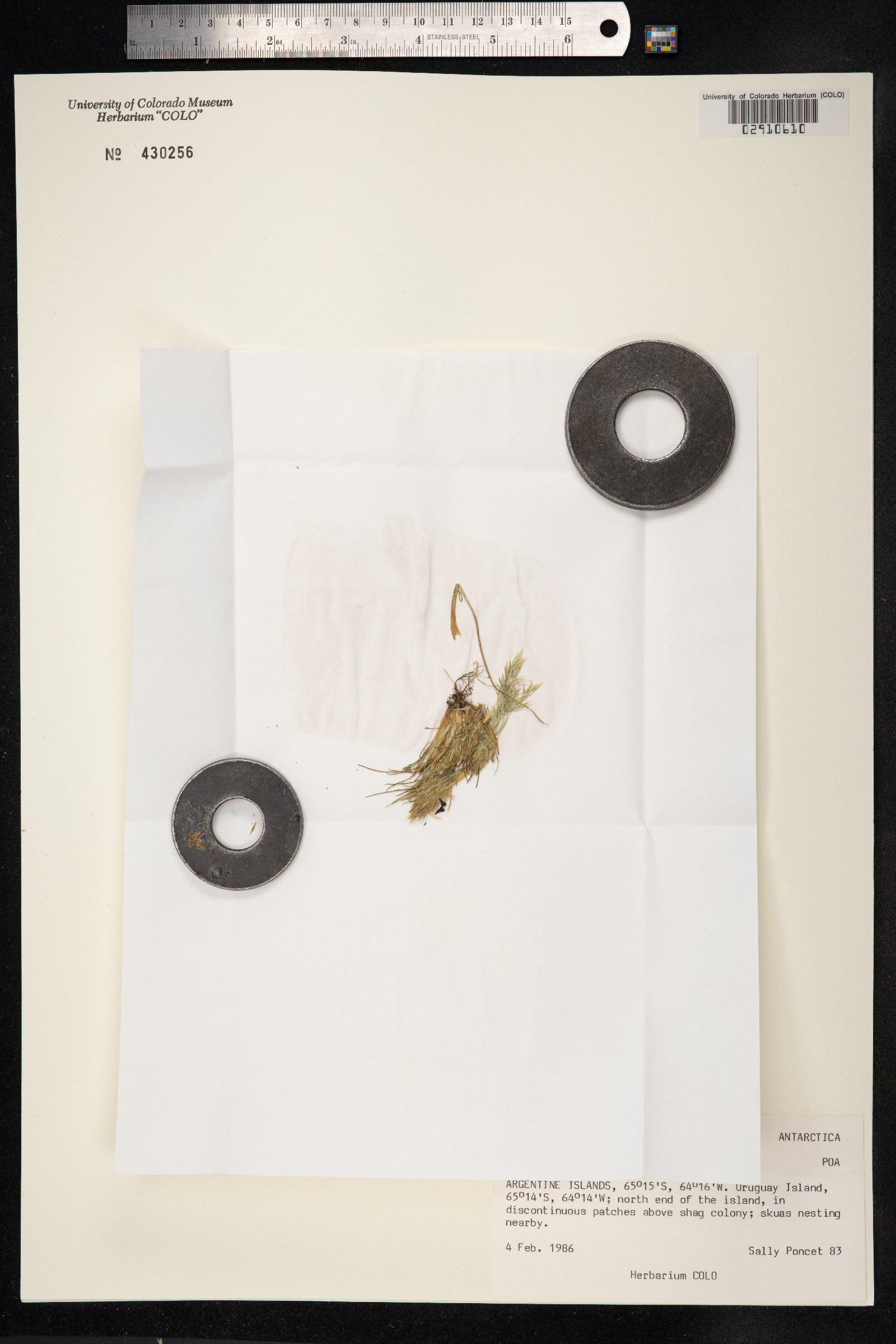 Deschampsia antarctica image