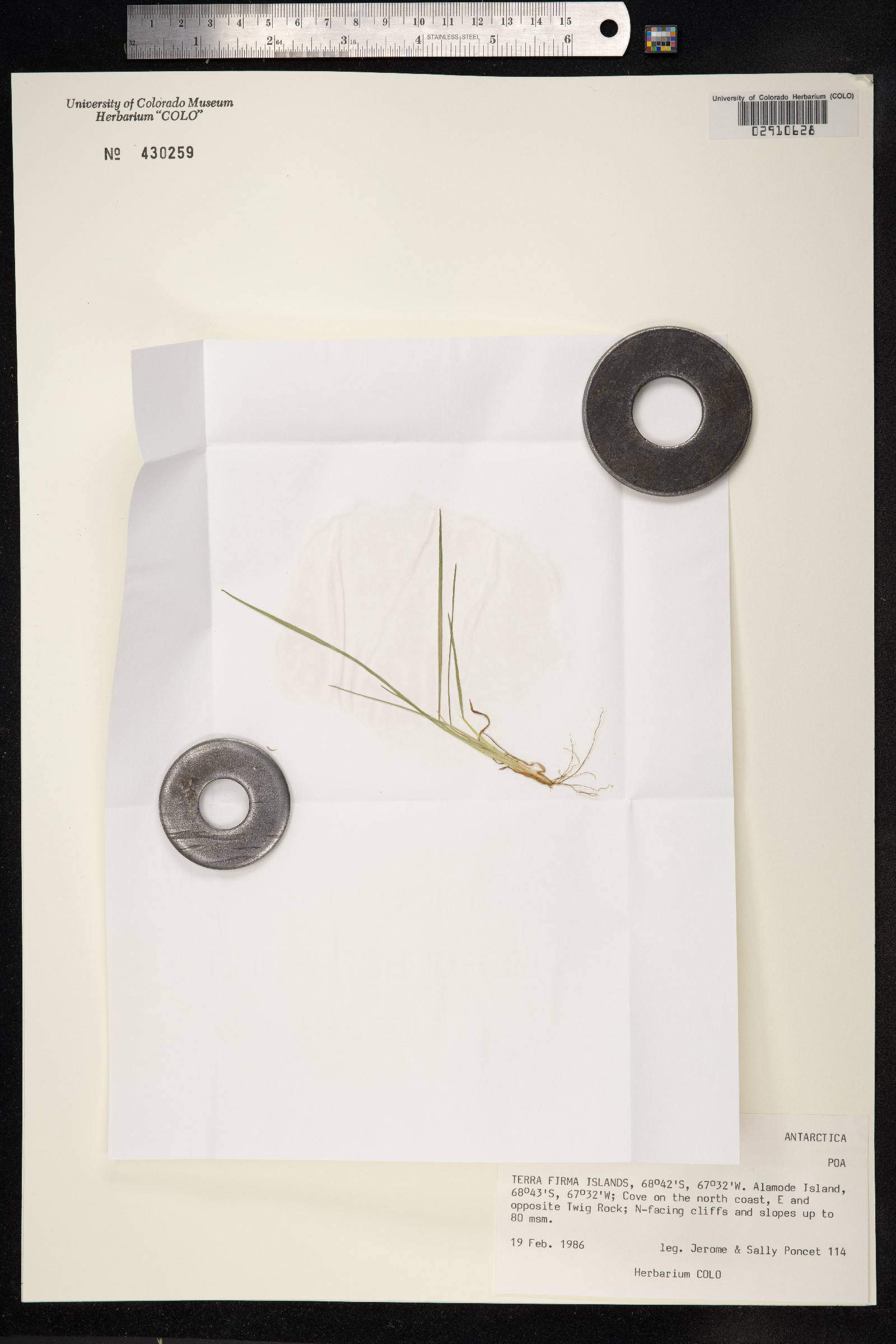 Deschampsia antarctica image