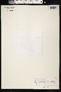 Deschampsia antarctica image
