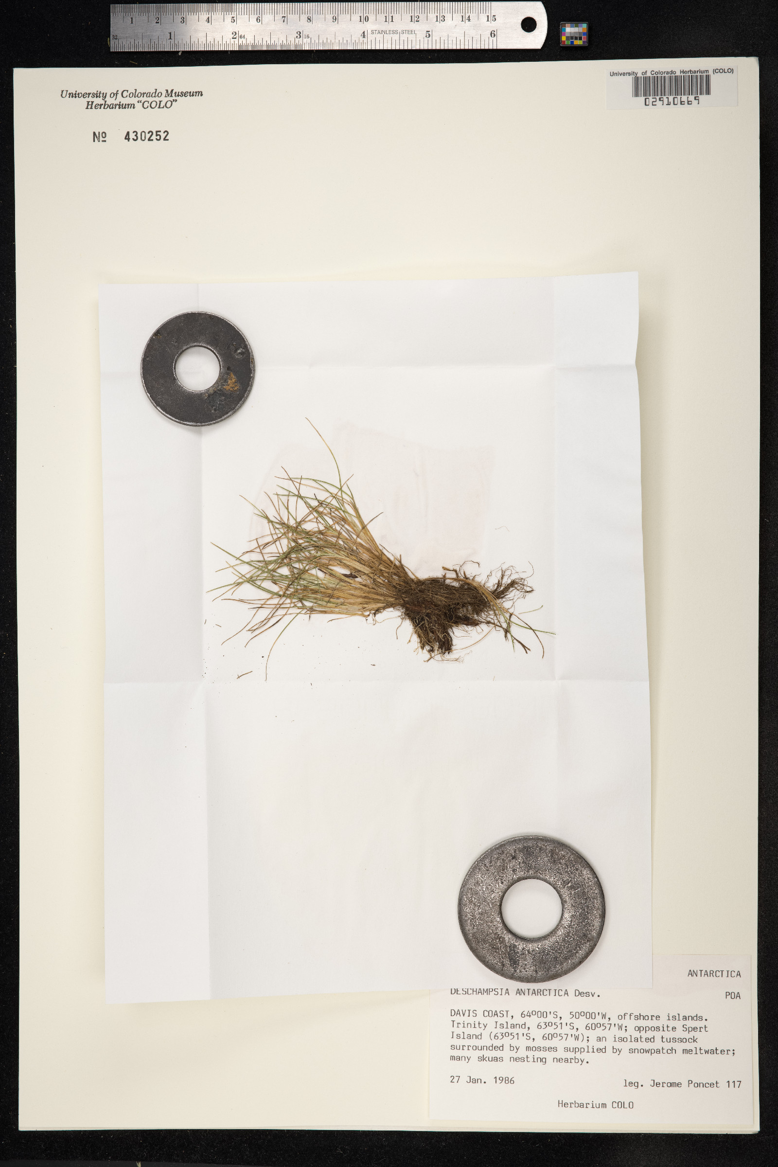 Deschampsia antarctica image