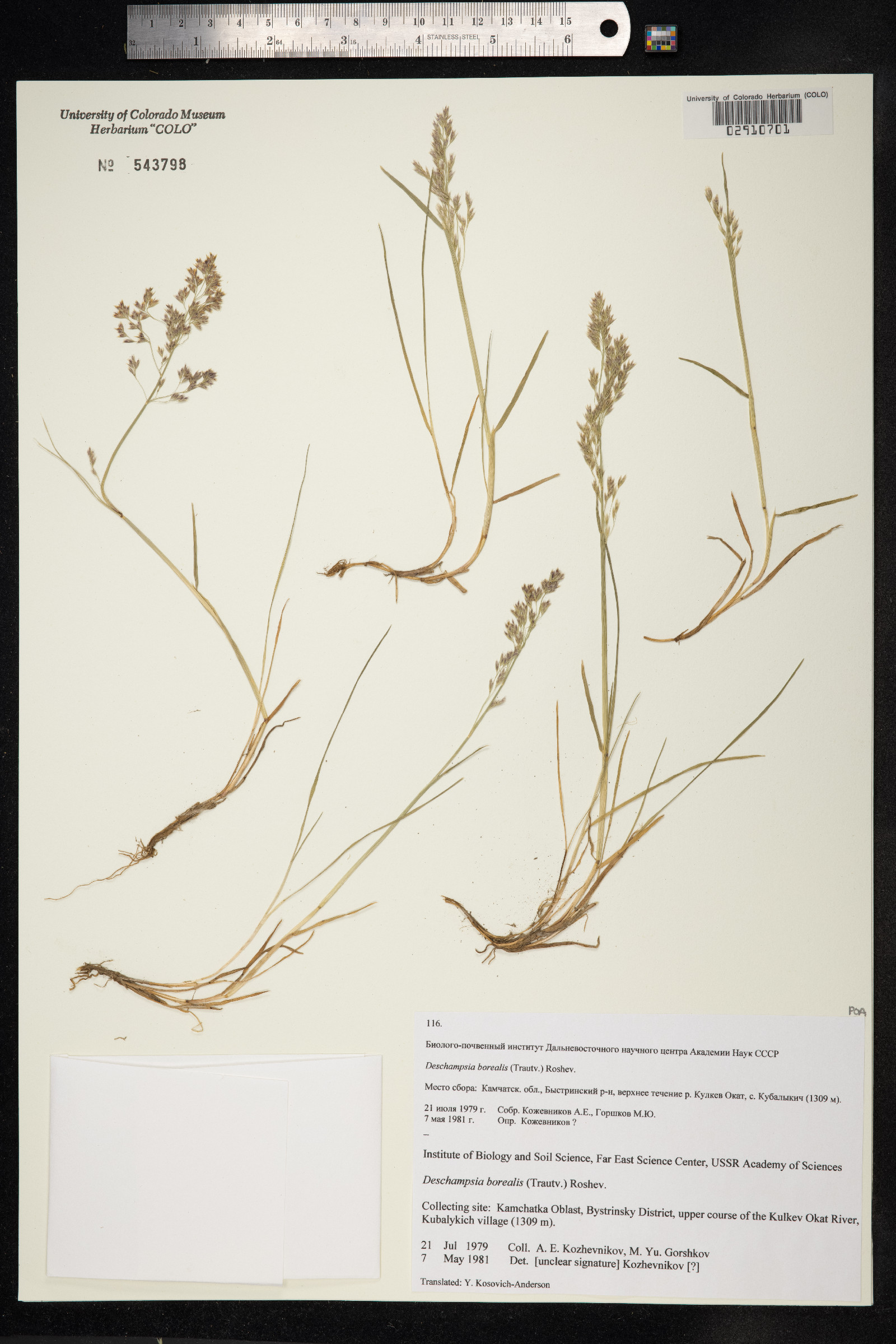 Deschampsia cespitosa ssp. borealis image