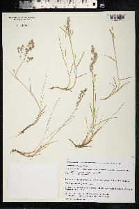 Deschampsia cespitosa image