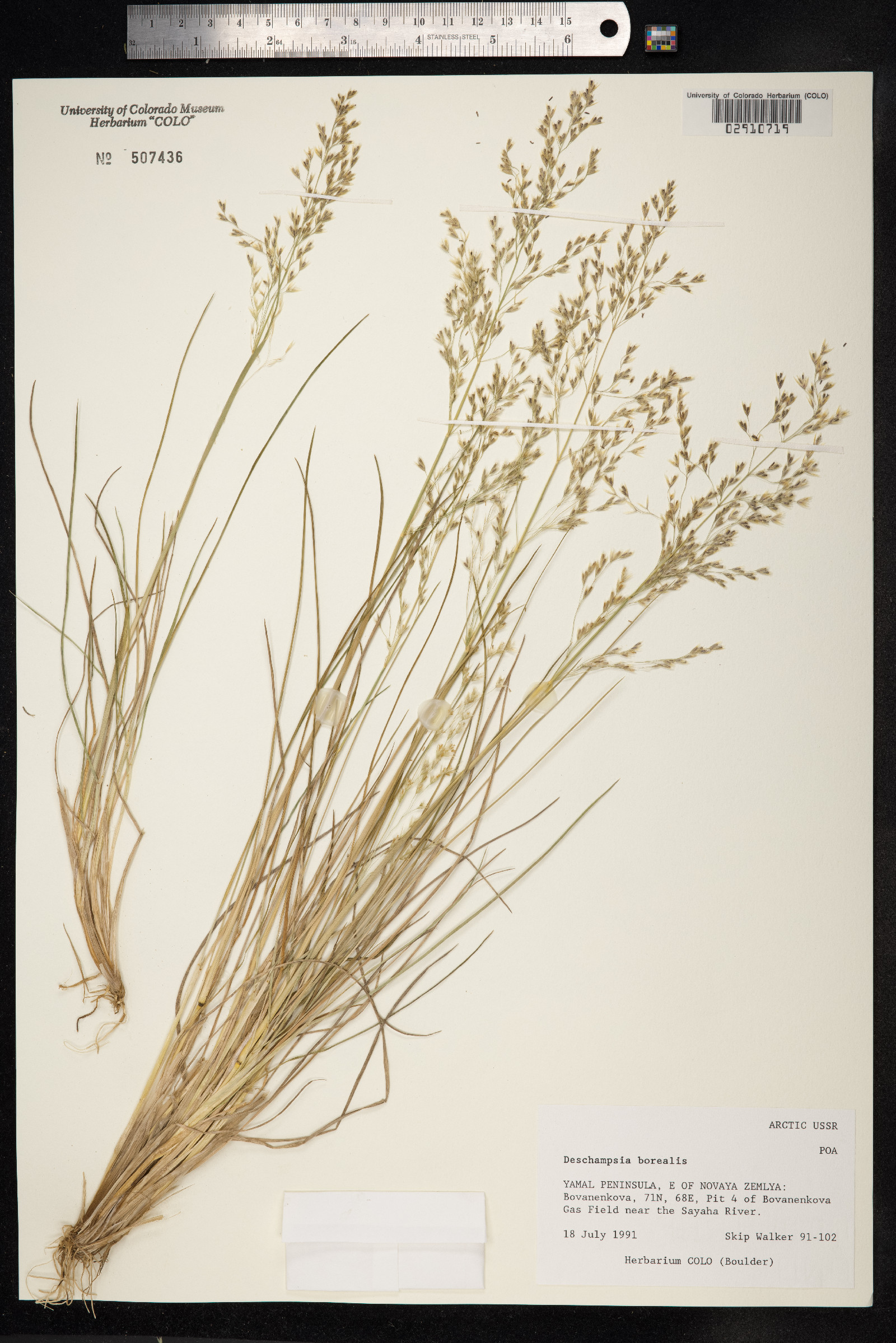 Deschampsia cespitosa ssp. borealis image
