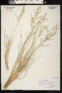 Deschampsia cespitosa image