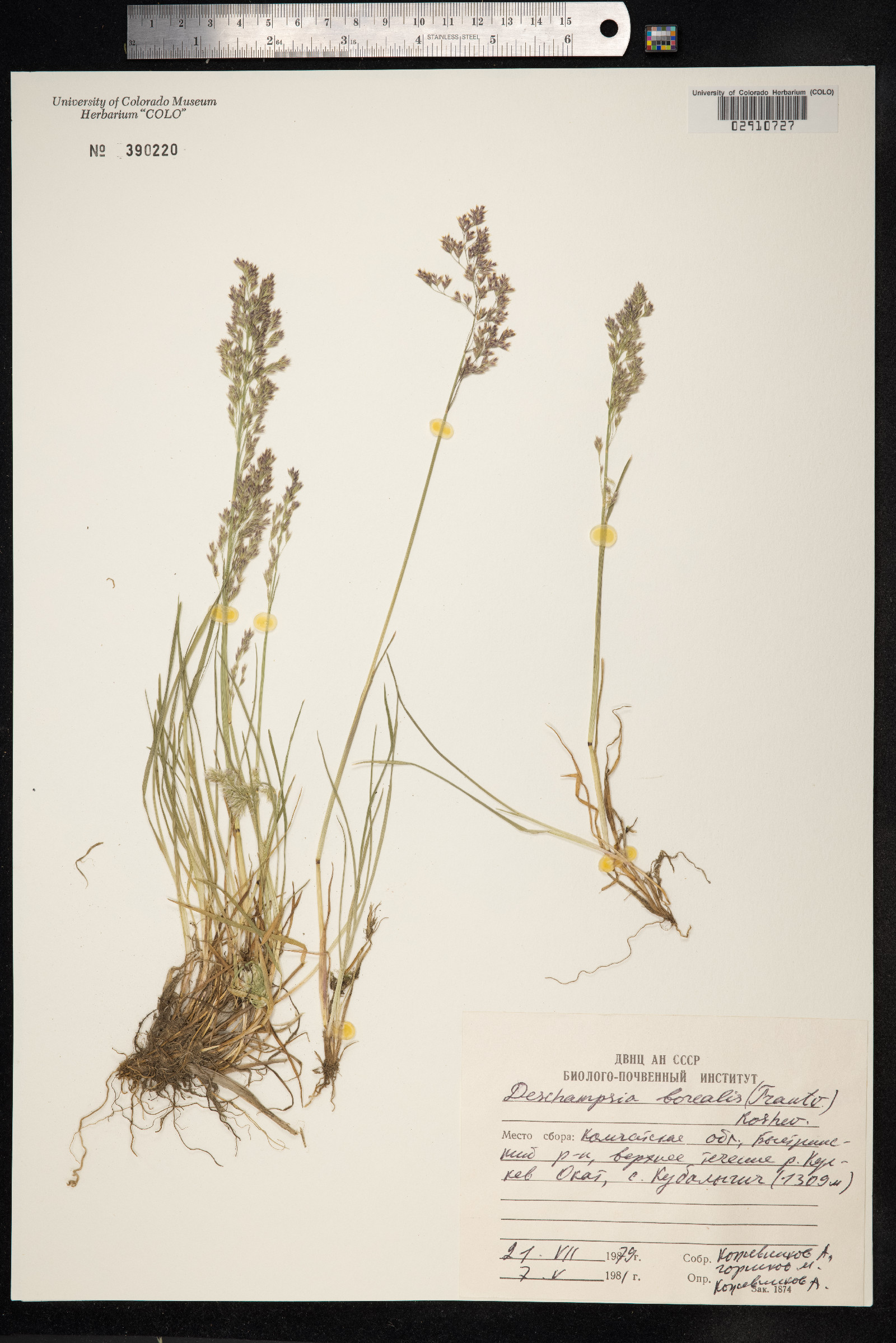 Deschampsia cespitosa ssp. borealis image