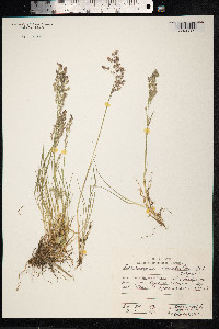 Deschampsia cespitosa image
