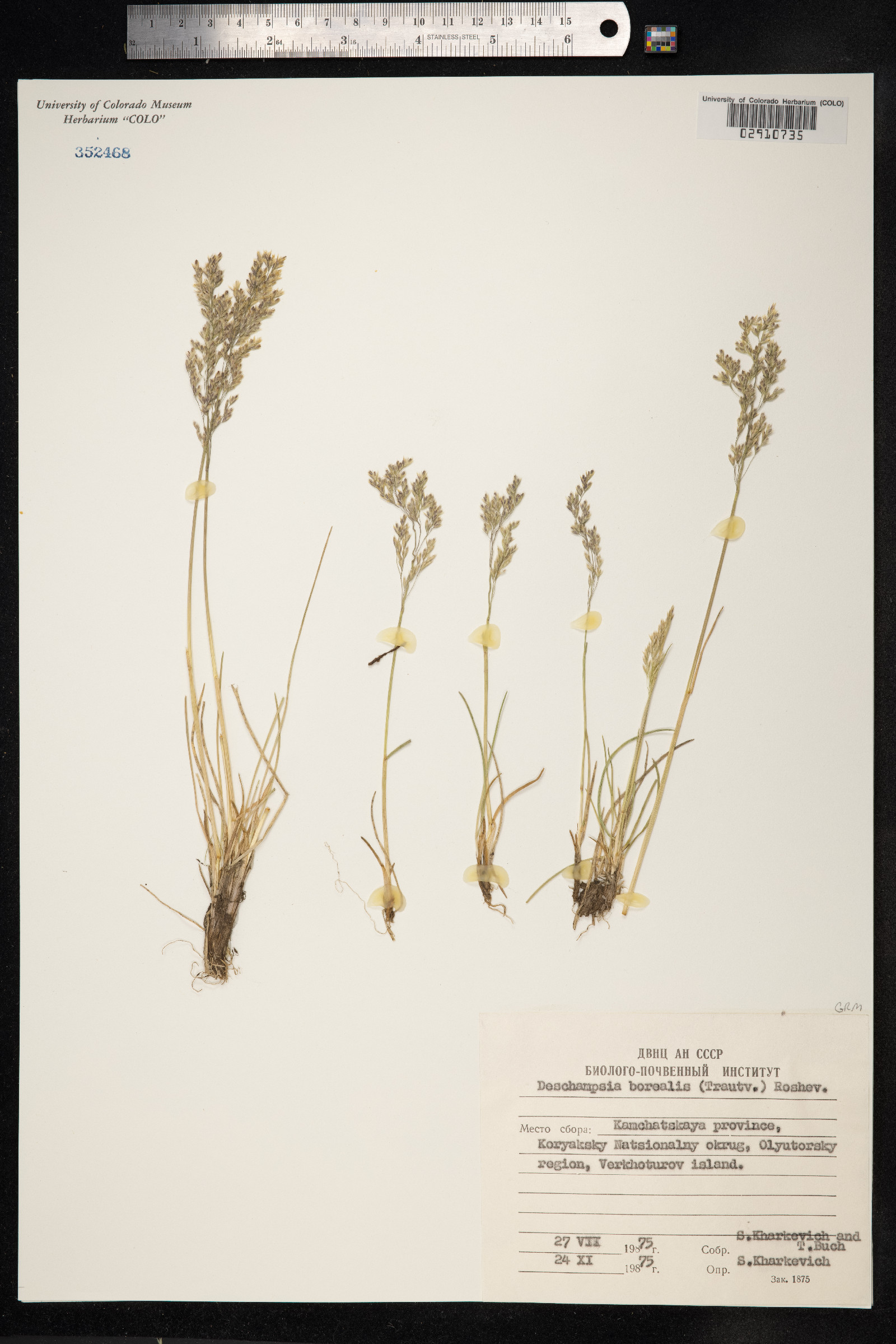 Deschampsia cespitosa ssp. borealis image