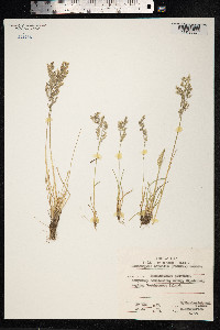 Deschampsia cespitosa image