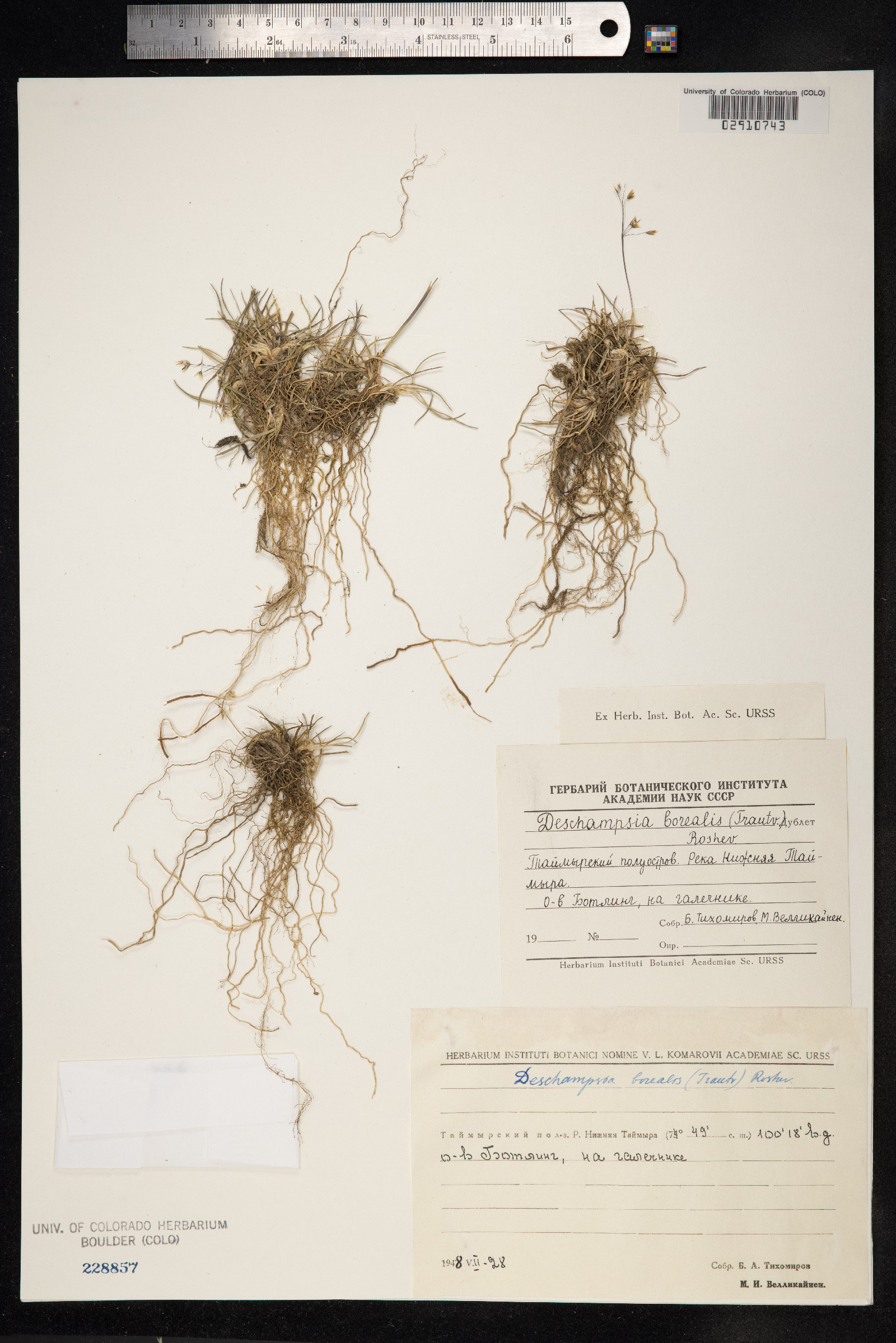 Deschampsia cespitosa ssp. borealis image