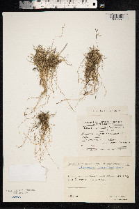 Deschampsia cespitosa image