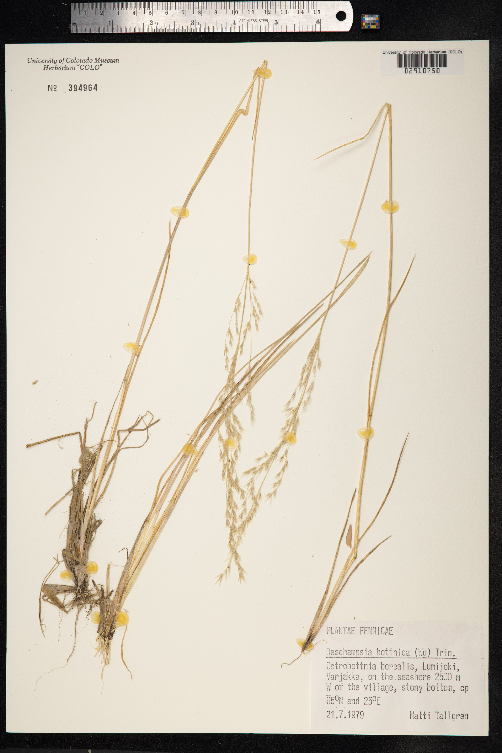 Deschampsia cespitosa ssp. bottnica image