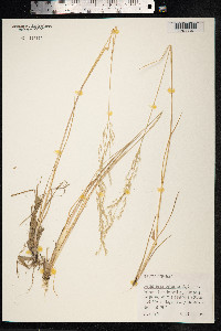 Deschampsia cespitosa ssp. bottnica image
