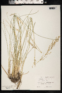 Deschampsia cespitosa image