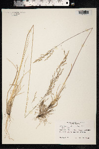 Deschampsia cespitosa ssp. bottnica image