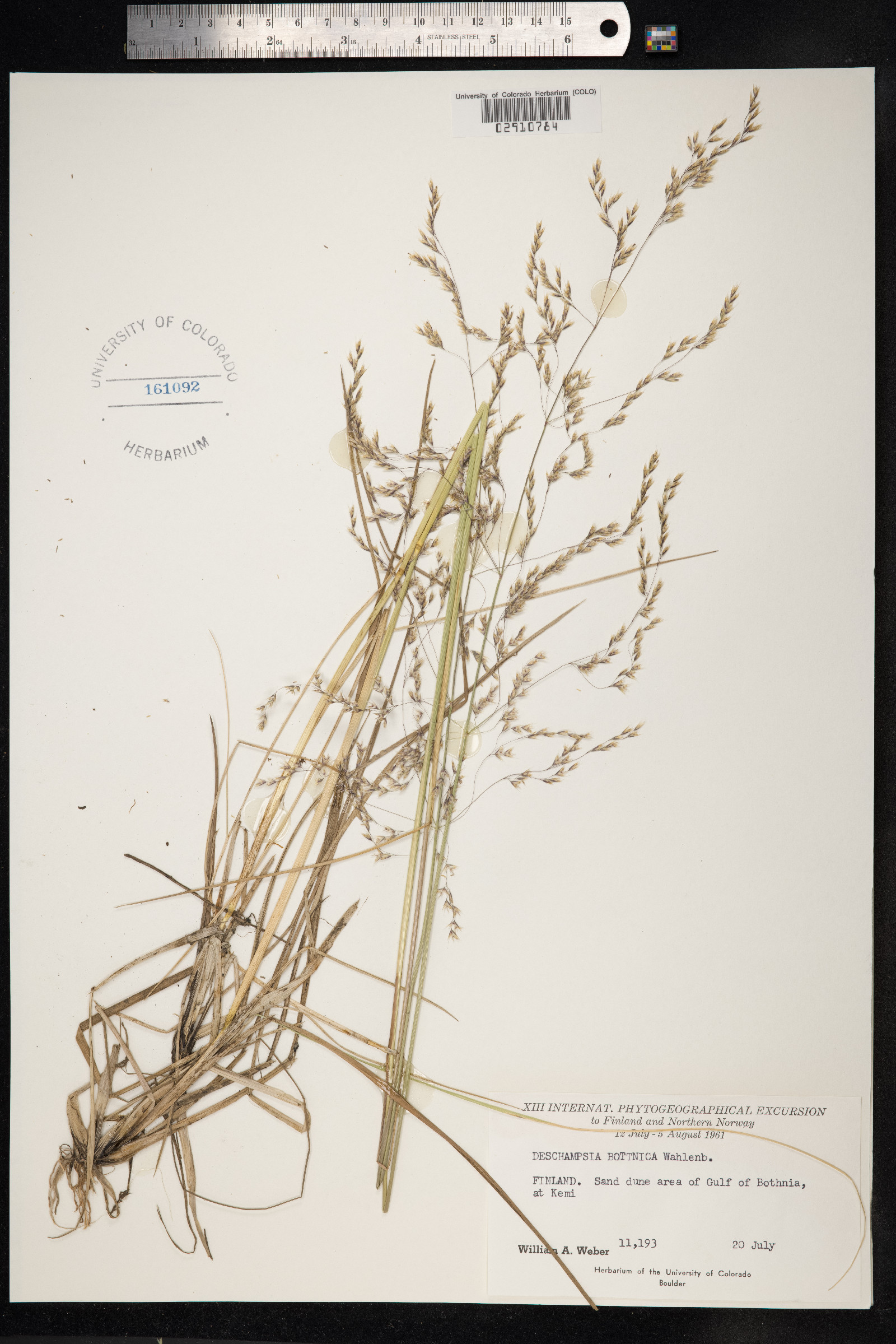 Deschampsia cespitosa ssp. bottnica image