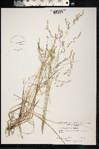Deschampsia cespitosa image
