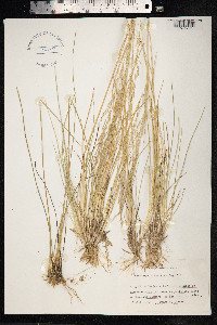 Deschampsia cespitosa ssp. bottnica image