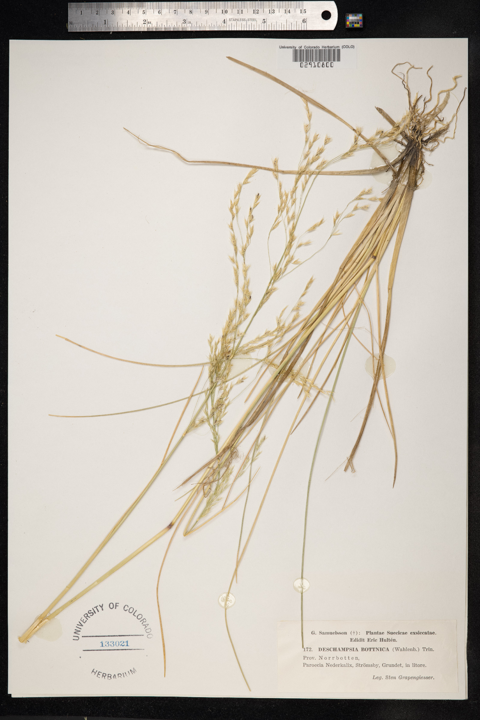 Deschampsia cespitosa ssp. bottnica image