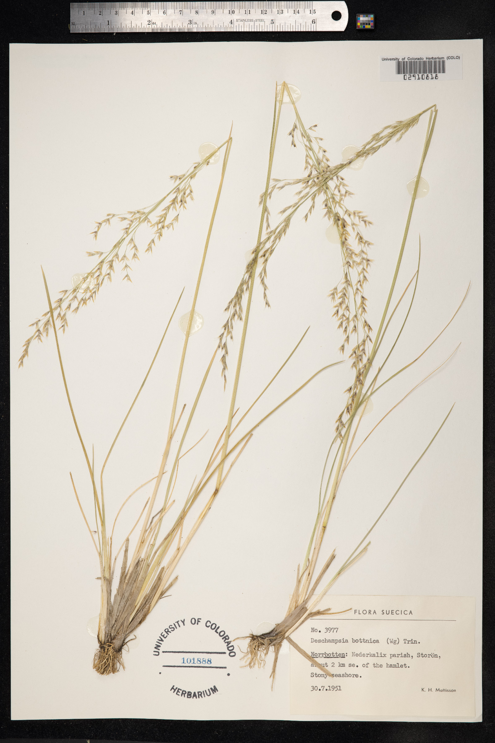 Deschampsia cespitosa ssp. bottnica image