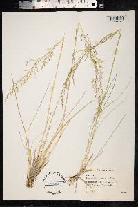 Deschampsia cespitosa image