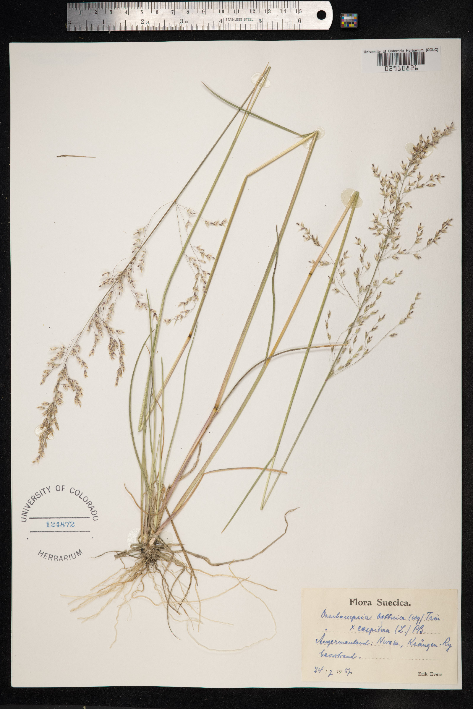 Deschampsia cespitosa ssp. bottnica image