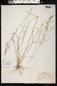 Deschampsia cespitosa image