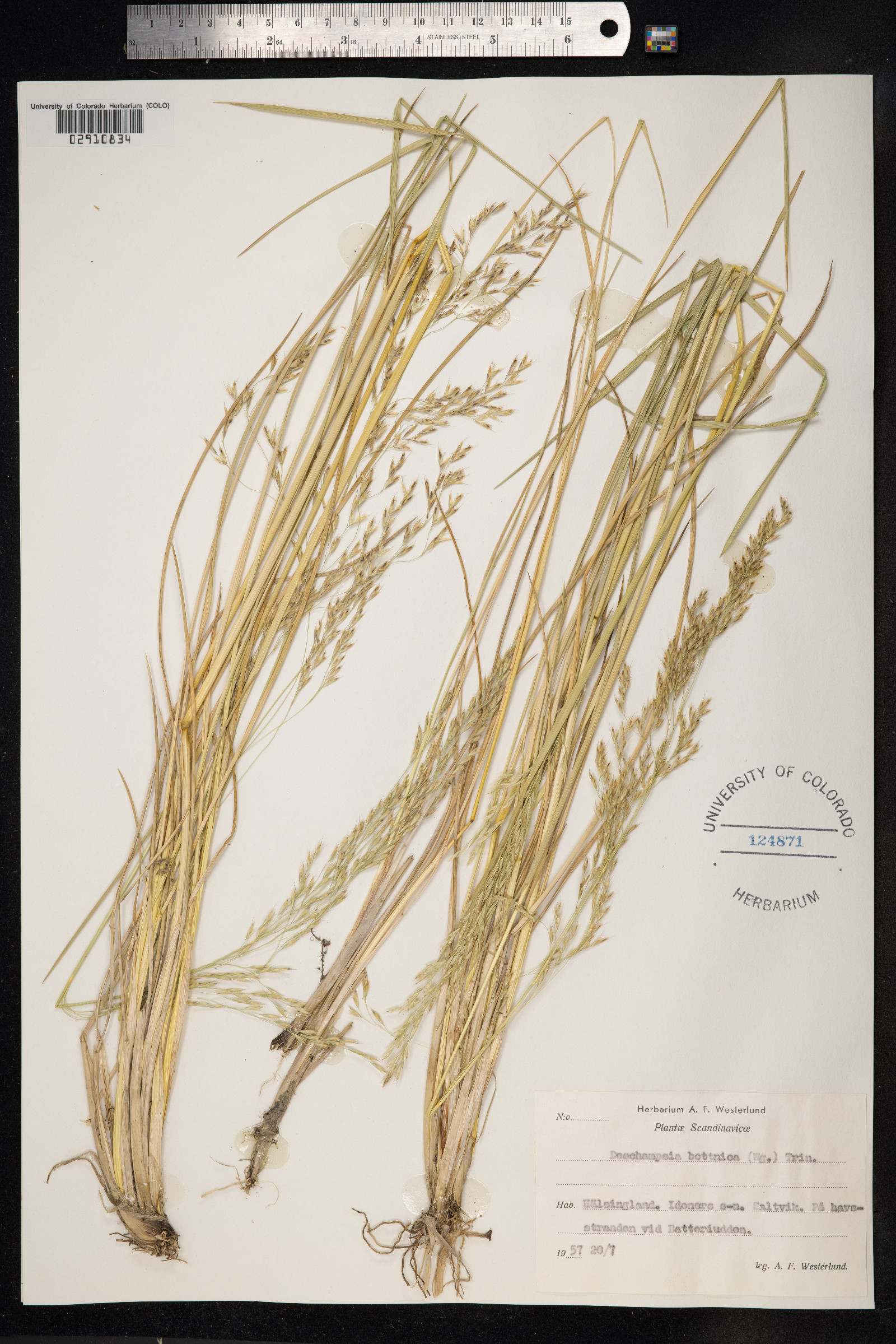 Deschampsia cespitosa ssp. bottnica image