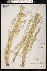 Deschampsia cespitosa ssp. bottnica image