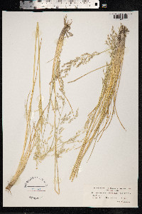 Deschampsia cespitosa image