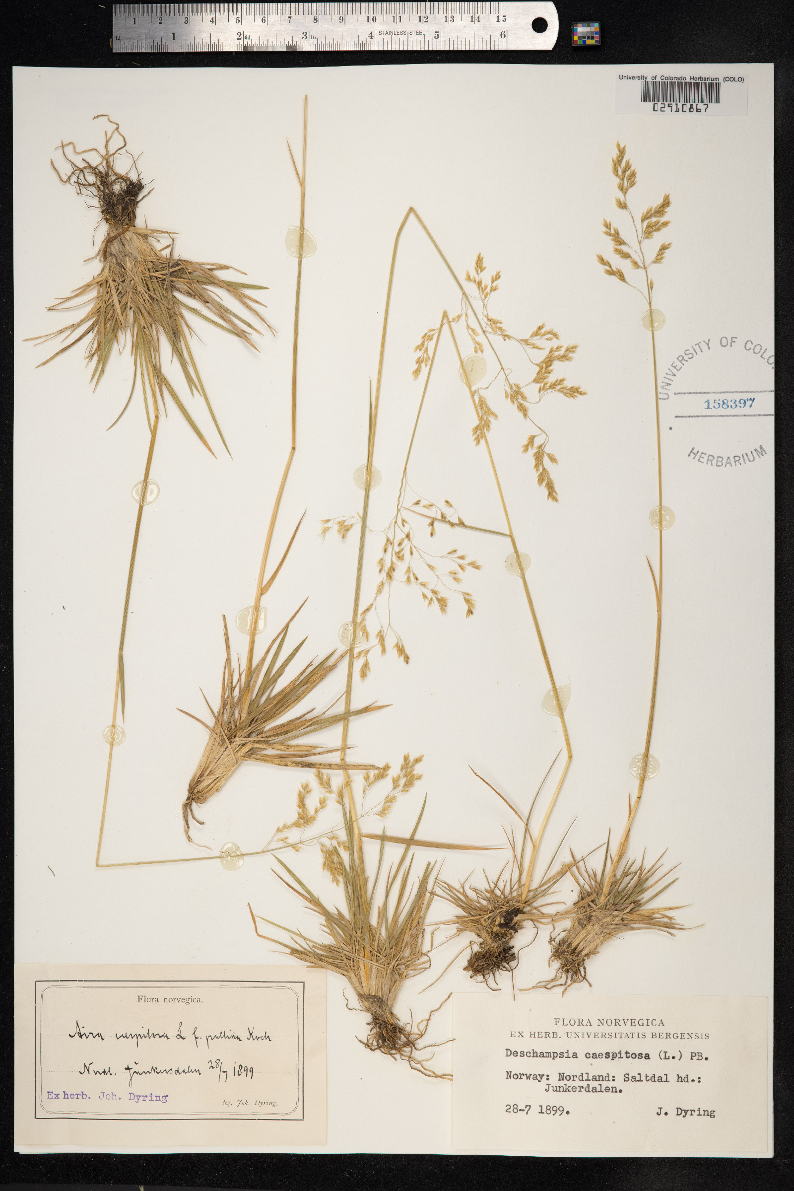 Deschampsia image