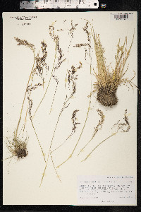 Deschampsia cespitosa image
