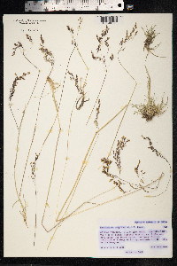 Deschampsia cespitosa image
