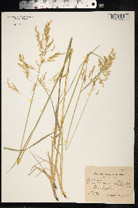 Deschampsia cespitosa image