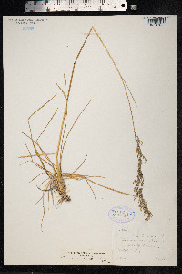 Deschampsia cespitosa image