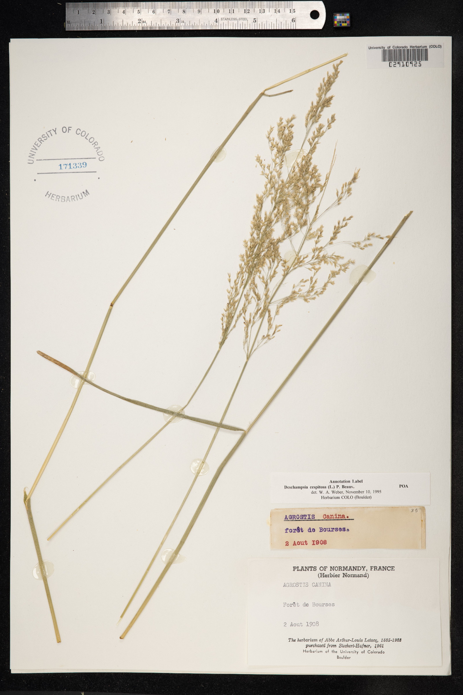 Deschampsia cespitosa image