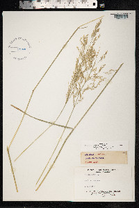 Deschampsia cespitosa image