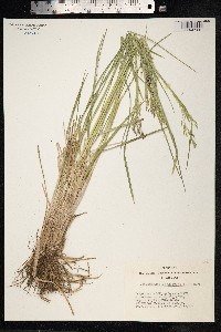 Deschampsia cespitosa image