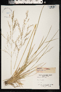 Deschampsia cespitosa image