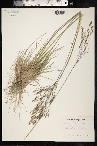 Deschampsia cespitosa image