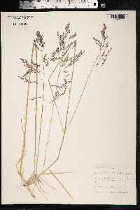 Deschampsia cespitosa image