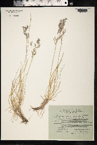 Deschampsia cespitosa image