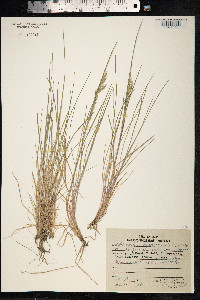 Deschampsia cespitosa image