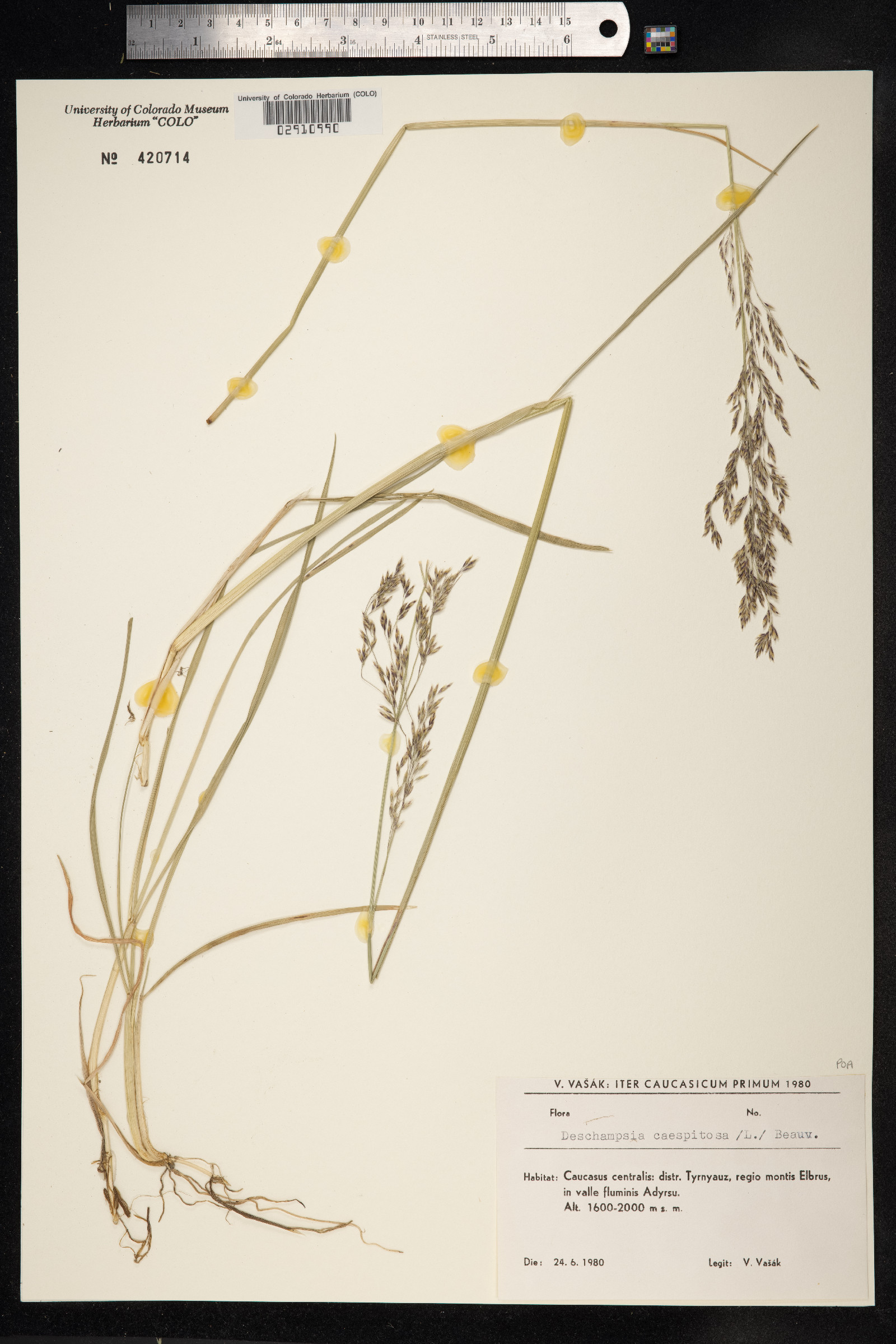 Deschampsia image