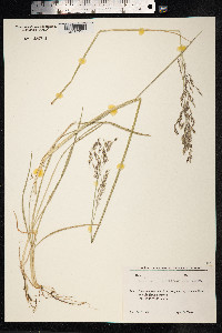Deschampsia cespitosa image