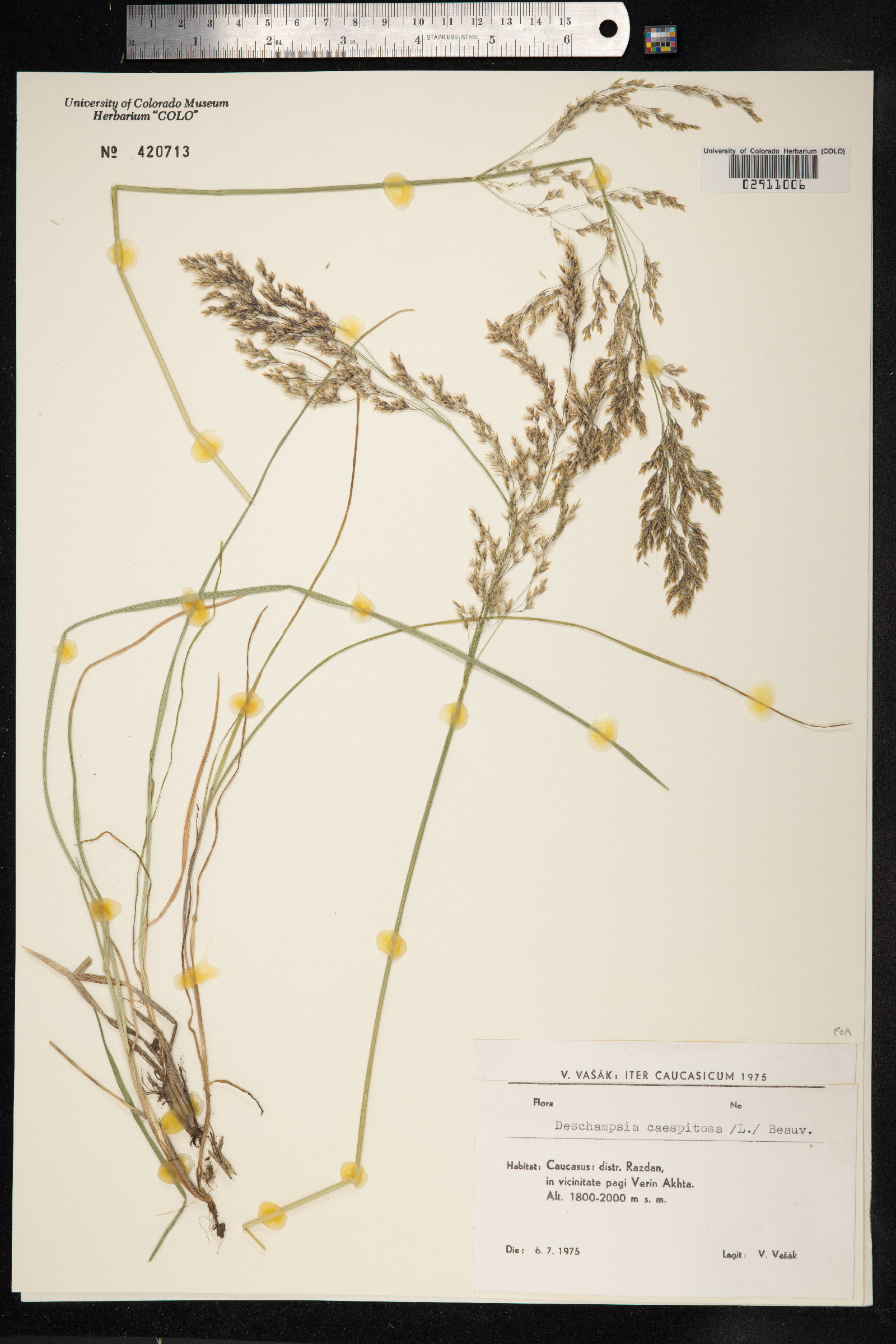 Deschampsia image