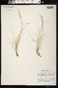 Deschampsia cespitosa image